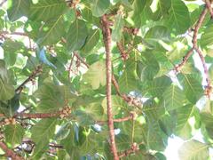 Ficus lutea