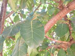Ficus lutea