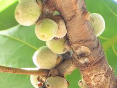 Ficus lutea