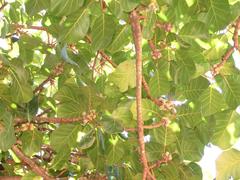 Ficus lutea