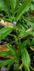Hygrophila