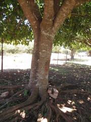 Ficus lutea