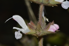 Salvia disermas
