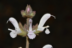 Salvia disermas