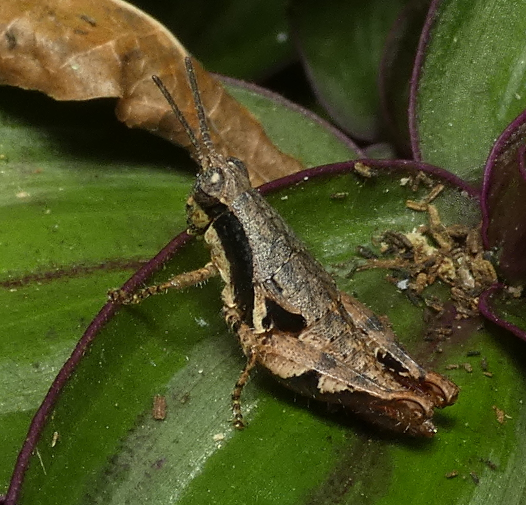 Eujivarus meridionalis