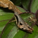 Eujivarus meridionalis - Photo (c) Helio Lourencini, μερικά δικαιώματα διατηρούνται (CC BY), uploaded by Helio Lourencini