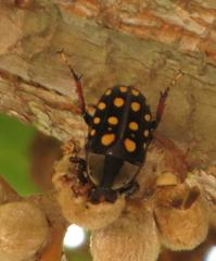 Mecynorhina passerinii