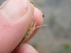 Faxonius cristavarius