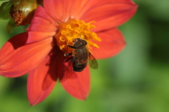 Eristalis circe