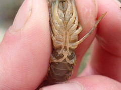 Faxonius cristavarius