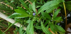 Hygrophila