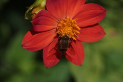 Eristalis circe