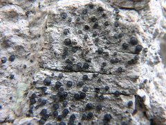 Cresponea chloroconia