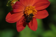 Eristalis circe