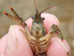 Faxonius cristavarius