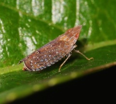 Scaphytopius acutus