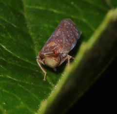 Scaphytopius acutus