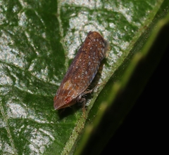 Scaphytopius acutus