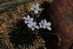 Oxalis polyphylla
