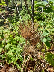 Allium schubertii