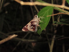 Thespieus aspernatus