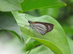 Paracarystus hypargyra