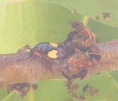 Pedinorrhina trivittata
