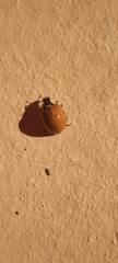 Harmonia axyridis