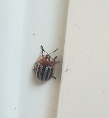 Agroiconota bivittata