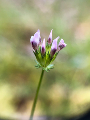 Trifolium oliganthum