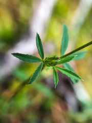 Trifolium oliganthum