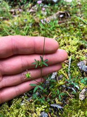 Trifolium oliganthum