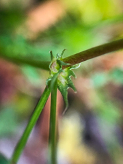 Trifolium oliganthum