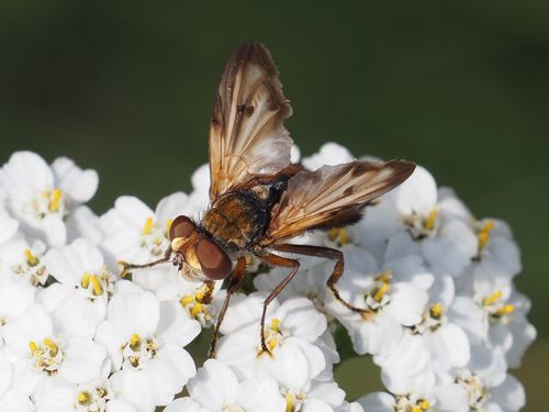 Ectophasia crassipennis photo 3