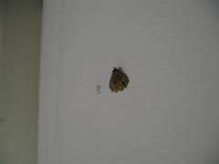 Lopharthrum comprimens