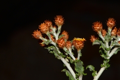 Helichrysum aureofolium