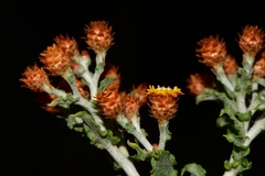 Helichrysum aureofolium