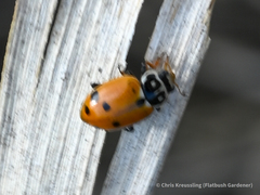 Hippodamia variegata