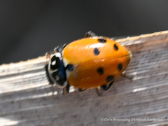 Hippodamia variegata
