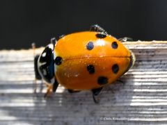 Hippodamia variegata