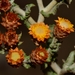 Helichrysum aureofolium - Photo (c) Joey Santore, some rights reserved (CC BY-NC), uploaded by Joey Santore
