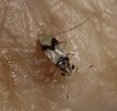 Thaumastocoridae