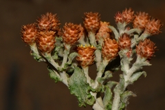 Helichrysum aureofolium