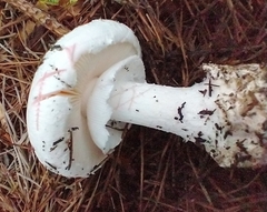 Amanita mutabilis