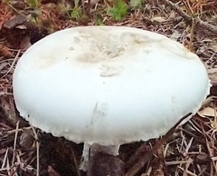 Amanita mutabilis