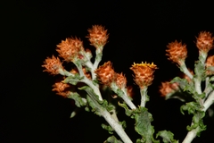 Helichrysum aureofolium