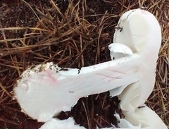 Amanita mutabilis