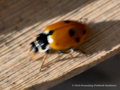 Hippodamia variegata