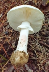 Amanita mutabilis