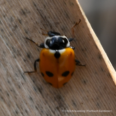 Hippodamia variegata